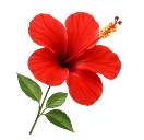 Hibiscus